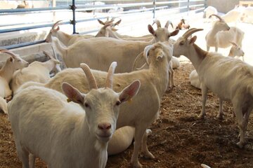 Elevage des chèvres suisses au centre d'Iran