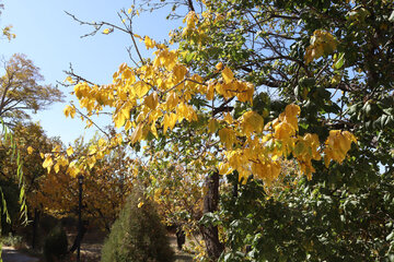 Autumn nature of Abadeh in southern Iran