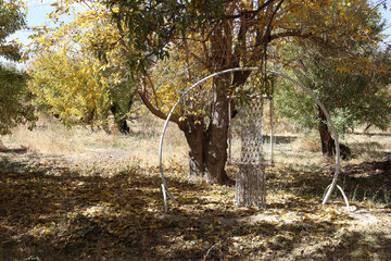 Autumn nature of Abadeh in southern Iran