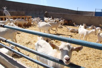 Cría de cabras Saanen en Meybod 
