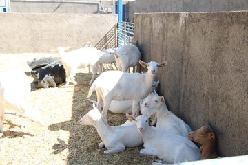 Cría de cabras Saanen en Meybod 
