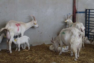 Cría de cabras Saanen en Meybod 
