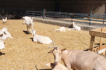 Cría de cabras Saanen en Meybod 
