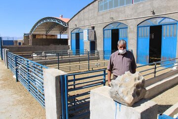 Cría de cabras Saanen en Meybod 
