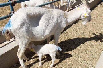 Cría de cabras Saanen en Meybod 
