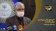 وزیر بهداشت: ۲ گروه تولید واکسن کرونا مدل حیوانی را پاس کردند 