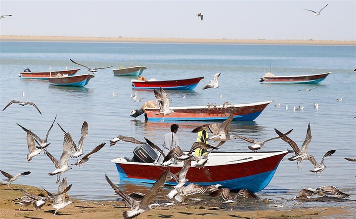 سواحل سیستان و بلوچستان بهشت آبزی‌پروری؛ وجود ۴۲ هزار هکتار اراضی مستعد پرورش میگو