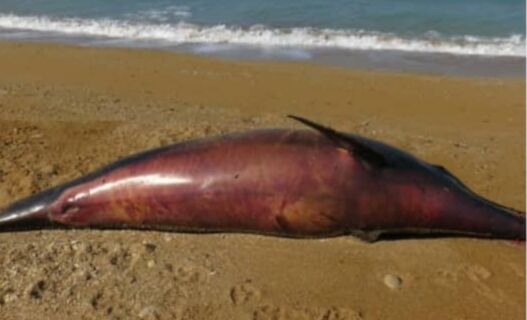لاشه دلفین در ساحل تنگستان به گل نشست