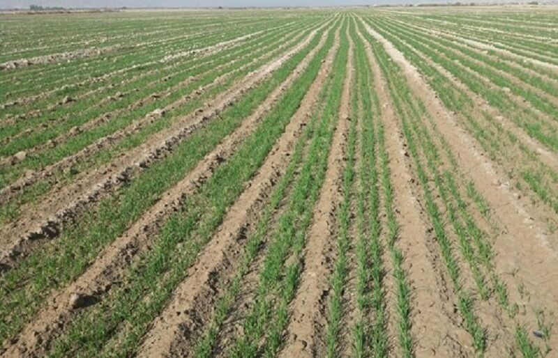 کشاورزان یزدی در بیش از ۹ هزار هکتار اراضی گندم کاشتند 