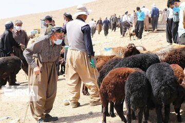 میدان دواب بوکان برای کنترل شیوع کرونا دوباره تعطیل شد