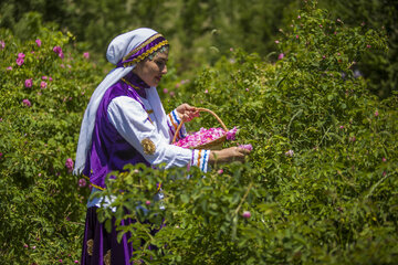 برداشت گل محمدی دودانگه