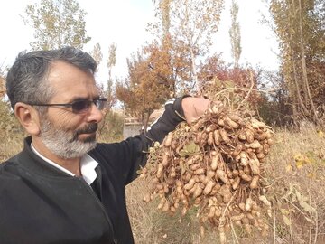 بیش از هزار تن بادام زمینی در خلخال تولید شد 