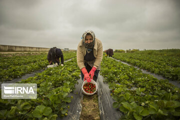 Eye-catching beauties of Mazandaran Province in northern Iran