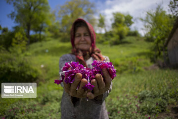 Eye-catching beauties of Mazandaran Province in northern Iran