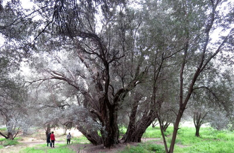 ۸ اثر طبیعی قزوین در فهرست آثار ملی ثبت شد 