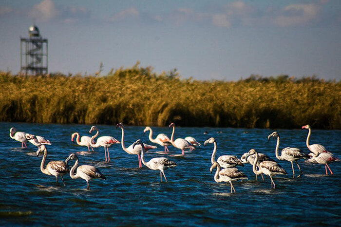 Более 4 тыс. перелетных птиц прилетели на иранское болото 