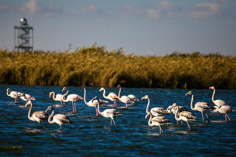 Более 4 тыс. перелетных птиц прилетели на иранское болото "Миган" на зимовку