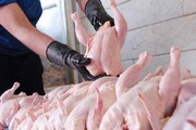 توزیع روزانه هشت تن مرغ برای تنظیم بازار در آستارا