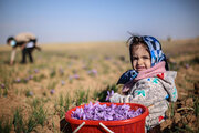 Cosecha de azafrán, el sabroso condimento, en el oeste de Irán