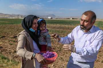 Cosecha de azafrán, el sabroso condimento, en el oeste de Irán