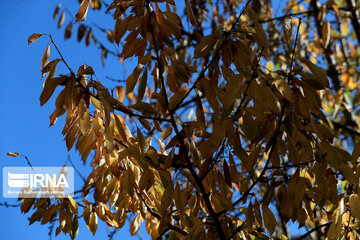 Autumn in suburb of Mashad, northeastern Iran