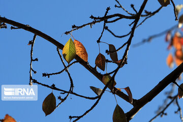 Autumn in suburb of Mashad, northeastern Iran