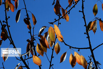 Autumn in suburb of Mashad, northeastern Iran