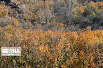 Autumn in suburb of Mashad, northeastern Iran