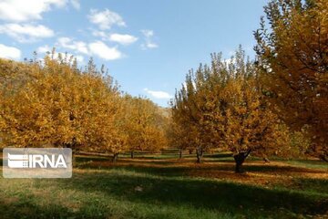 Autumn beauties in Miandoab County northwestern Iran