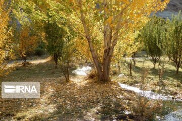 Autumn beauties in Miandoab County northwestern Iran