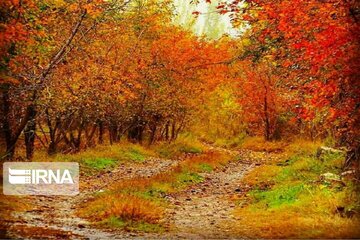 Autumn beauties in Miandoab County northwestern Iran