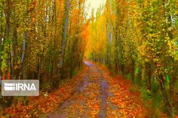 Autumn beauties in Miandoab County northwestern Iran