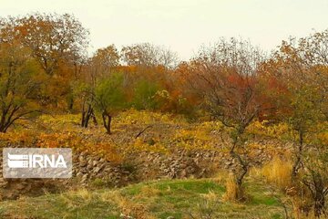 Autumn beauties in Miandoab County northwestern Iran