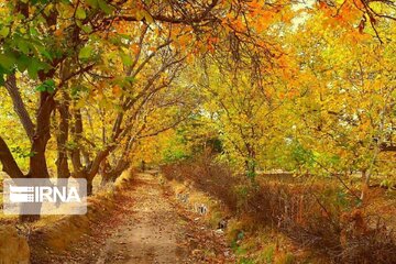 Autumn beauties in Miandoab County northwestern Iran