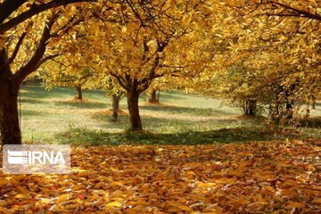 Autumn beauties in Miandoab County northwestern Iran