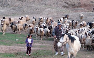 پلاک‌کوبی دام‌های عشایر مهاباد آغاز شد