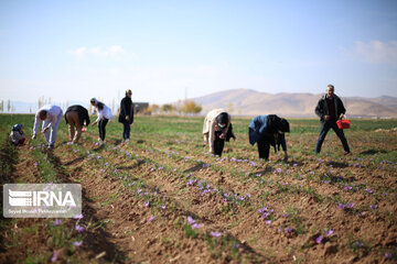 La récolte du safran au Kurdistan iranien