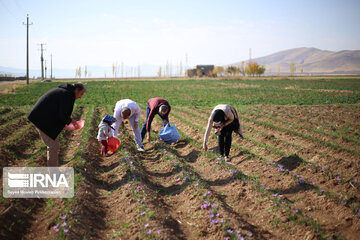 La récolte du safran au Kurdistan iranien