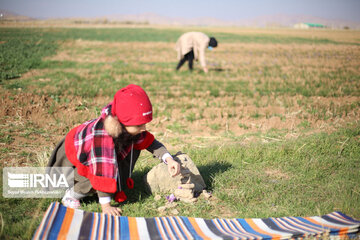 La récolte du safran au Kurdistan iranien