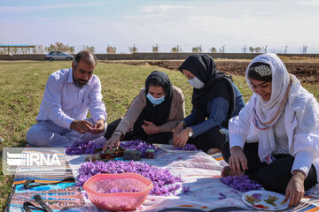 La récolte du safran au Kurdistan iranien