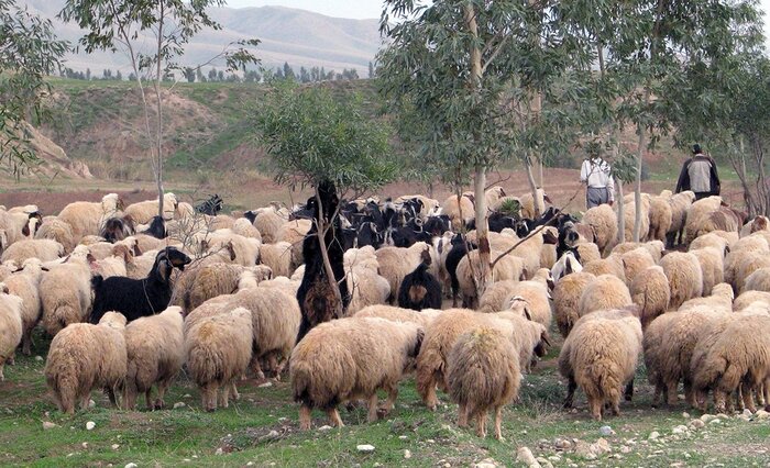 زنگ کوچ عشایر در غرب کرمانشاه به صدا درآمد 2