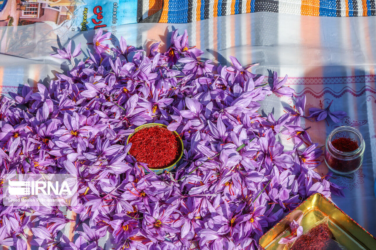 Saffron harvest in western Iran; Kordestan province