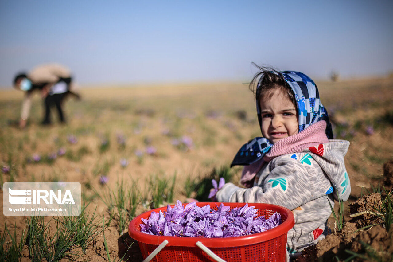 Saffron harvest in western Iran; Kordestan province