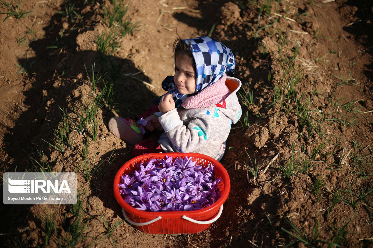 Saffron harvest in western Iran; Kordestan province