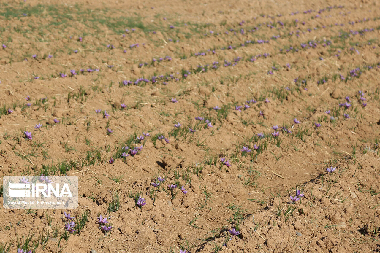 Saffron harvest in western Iran; Kordestan province