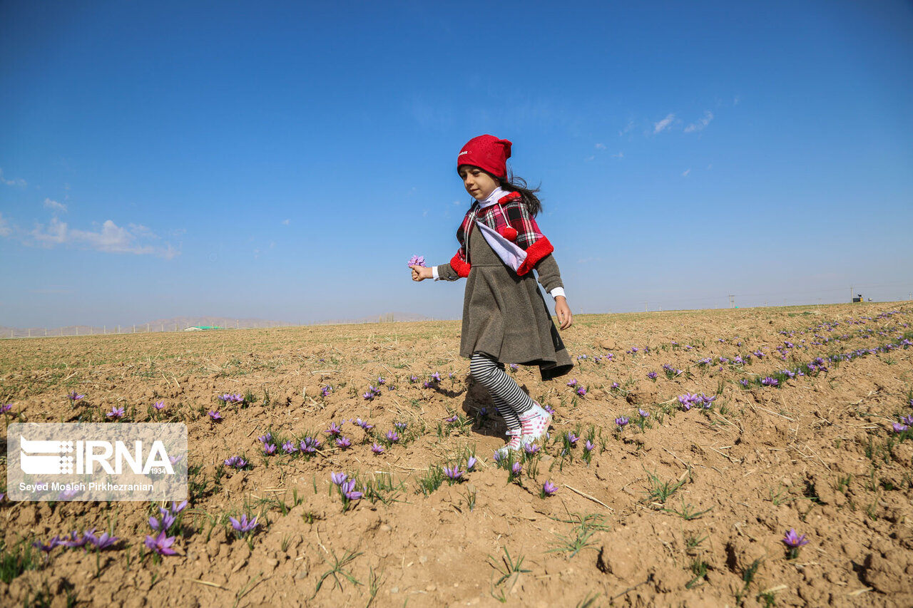 Saffron harvest in western Iran; Kordestan province