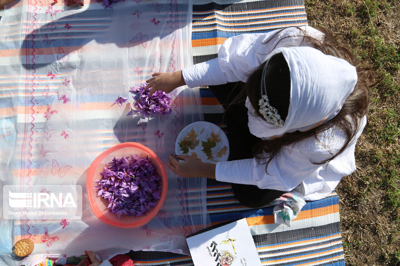 Saffron harvest in western Iran; Kordestan province