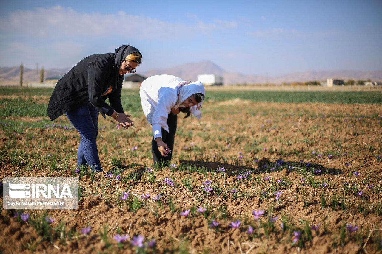 Saffron harvest in western Iran; Kordestan province