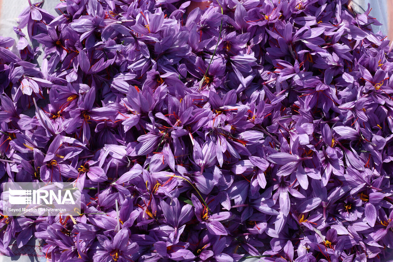 Saffron harvest in western Iran; Kordestan province