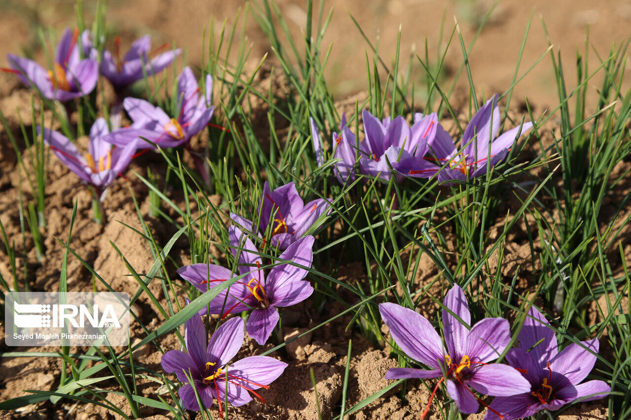 Saffron harvest in western Iran; Kordestan province